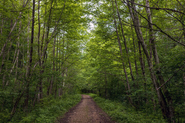 Road in the forest.