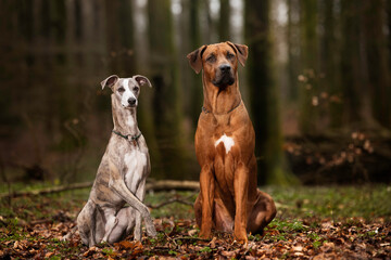 two dogs