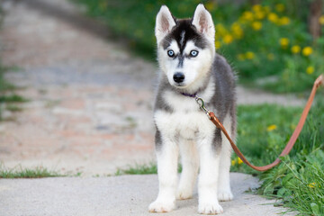 Beautiful black and white blue-eyed Husky Pomsky Malamute in the park in the spring with dandelions on a leash