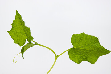 Close up of young green cucumber branch with stem, leaves, and tendrils, isolated on white...