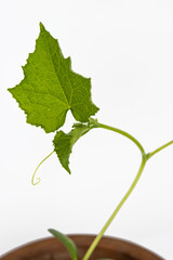 Baby cucumber plant seedlings in the brown clay pot growing in the greenhouse. Squash seedings ready to plant. Sprout branch with leaves isolated on white background. Close-up. Top view. Copy space