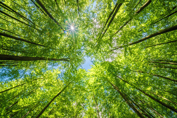 Fototapeta premium The forest canopy lets sunlight filter through, making a peaceful environment in the lush woodland