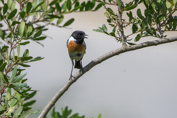 Male European Stonechat (Saxicola rubicola) perching