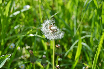 dandelion on grass