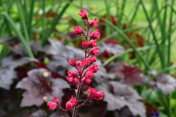 Knospen und Blüten eines Purpurglöckchens