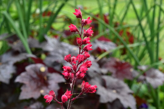 Knospen und Bl&uuml;ten eines Purpurgl&ouml;ckchens
