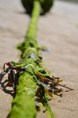 moss on rope from a waterless sea