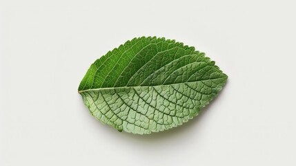 Icon of a green leaf in a half circle on a white background