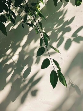 Fototapeta Close-up view of a leafy plant growing on a wall, great for nature or green themes