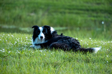 Border Collie Dog Resting