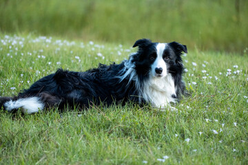 Border Collie Dog Resting