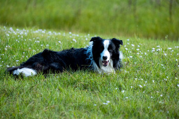 Border Collie Dog Resting