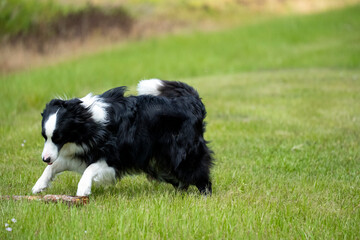 Border Collie Dog Playing with a Stick