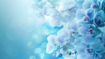 A serene image of blue orchid flowers with a soft-focus blue background, capturing the essence of tranquility and beauty