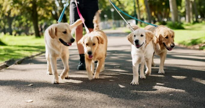 Nature, person and dogs with walking in road for pet care, exercise and training in Canada. Park, leash and golden retriever with adventure in street for outdoor activity, travel and summer fun