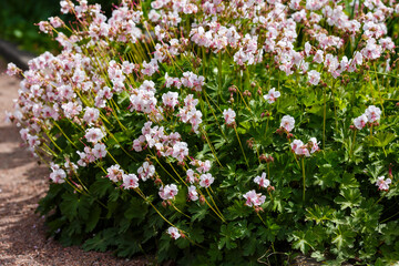 Geranium cantabrigiense Biocovo in bloom in summer garden