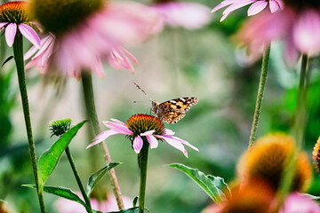 Multicolored butterfly nymphalidae Admiral tastes the purple flower of echinacea.Blurred green background.