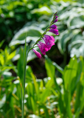 Thin skewer, or thin Gladiolus ( lat. Glad&iacute;olus tenuis ) is a perennial herbaceous plant
