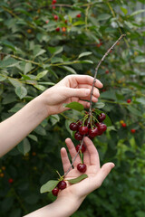 Branch with red ripe cherries in the hands of a girl. concept of harvest time in the garden.