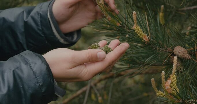 Tearing young cones from pine branches, a woman folds them in her palm. A woman collects young cones from pine branches in the forest in the spring. Concept of collecting young pine cones.