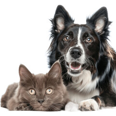 Obraz premium British Shorthair cat kitten and a border collie dog with happy expression together Isolated on transparent background PNG