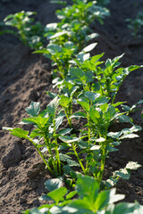 vegetable beds with potato plantings, green bushes, future harvest