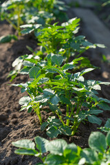 vegetable beds with potato plantings, green bushes, future harvest