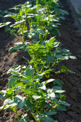 vegetable beds with potato plantings, green bushes, future harvest