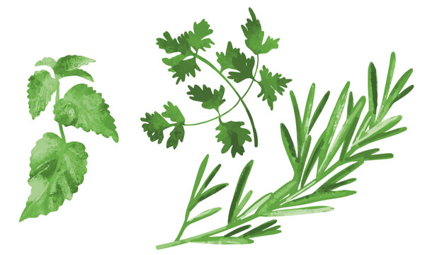 plantes aromatiques menthe persil romarin vecteur vert