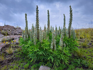 Flowers converted into seeds of natural plants from the Andes of Peru in Autumn.