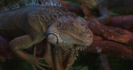 A large iguana rests on a branch in a terrarium at the zoo. A beautiful iguana sleeps on a branch in a zoo with her eyes closed. Close-up of a sleeping iguana.