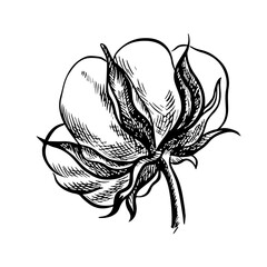 The cotton is organic. Black and white detailed, graphic, vector illustration in the form of a cotton box, emphasizing botanical features. A hand-drawn isolate on a white background.