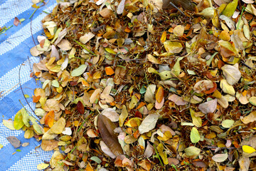 Brown dried leaves of rain tree. Dried leaves for composting