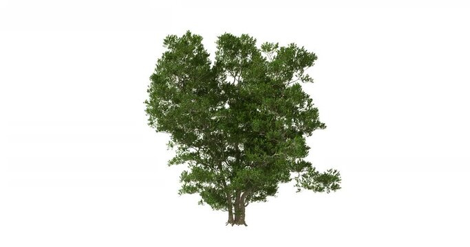 3D realistic tree isolated on white background with alpha channel to be used for architecture visualization or motion graphics.