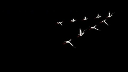 Wedge Flock of 9 White Stork Birds - Flying Over Screen - Back Angle MS - Alpha Channel - 4K - Realistic naturalistic Ultra HD 3D animation isolated on transparent background 

