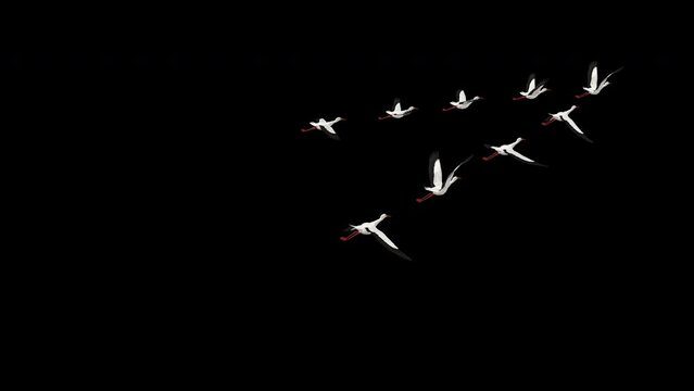 Wedge Flock of 9 White Stork Birds - Flying Over Screen - Back Angle MS - Alpha Channel - 4K - Realistic naturalistic Ultra HD 3D animation isolated on transparent background 
