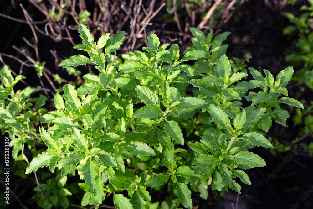 Sticker Holy basil in vegetable garden. Fresh green leaves of herb plant