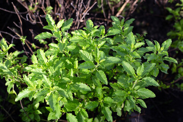 Holy basil in vegetable garden. Fresh green leaves of herb plant