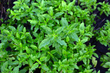 Holy basil in vegetable garden. Fresh green leaves of herb plant