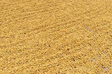 drying coffee in the sun before roasting-