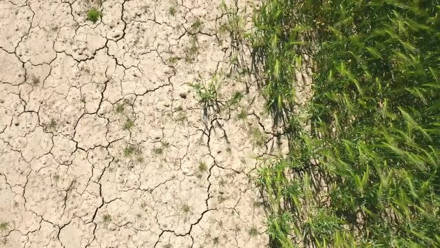 Very drought dry field land with grain  leaves, drying up the soil cracked, climate change, environmental disaster and earth cracks, death for plants and animals, soil degradation, desertification