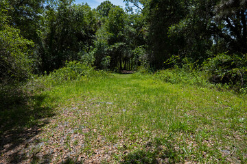 Fototapeta premium footpath in the woods