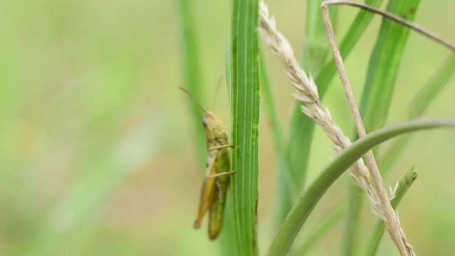 a grasshoper on a grass