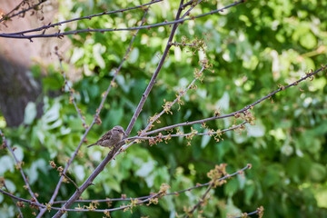 House Sparrow female on a branch with green leaves