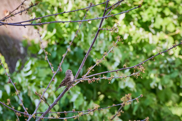 House Sparrow female on a branch with green leaves