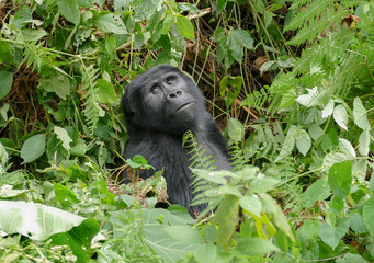 Uganda mountain gorilla eating leaves, Uganda © KAT