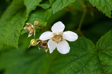 Blossoms of a thimbleberry, Rubus parviflorus