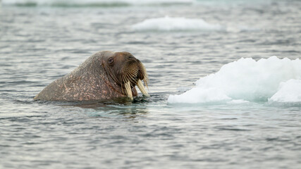 Walrus (Odobenus rosmarus), Svalbard, Norway