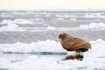 Walrus (Odobenus rosmarus), Svalbard, Norway