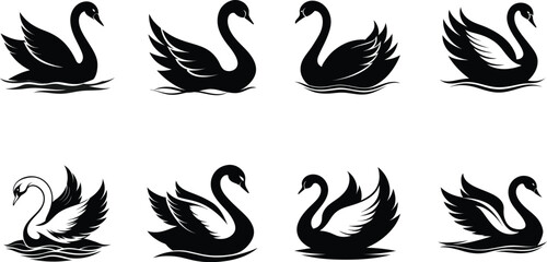 set of black and white Swans